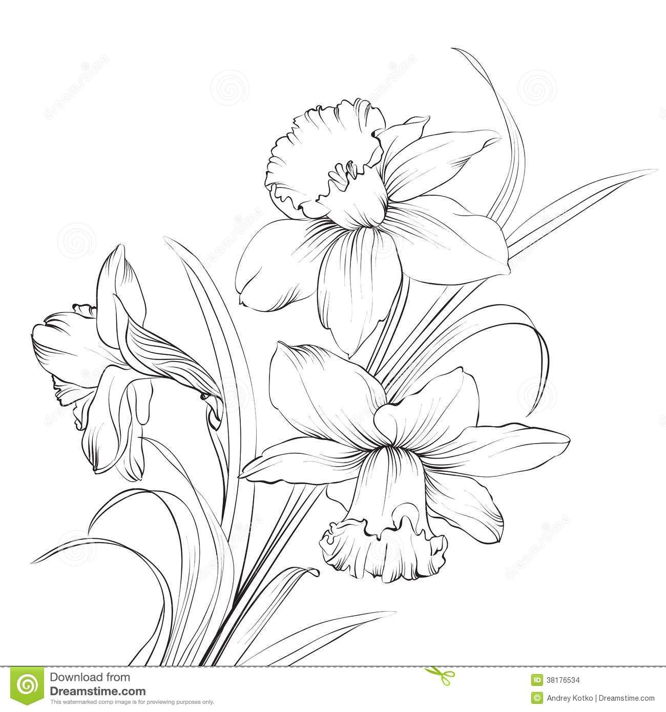 1300x1390 Narcissus Stock Illustrations, Vectors, Amp Clipart (2,085 Stock