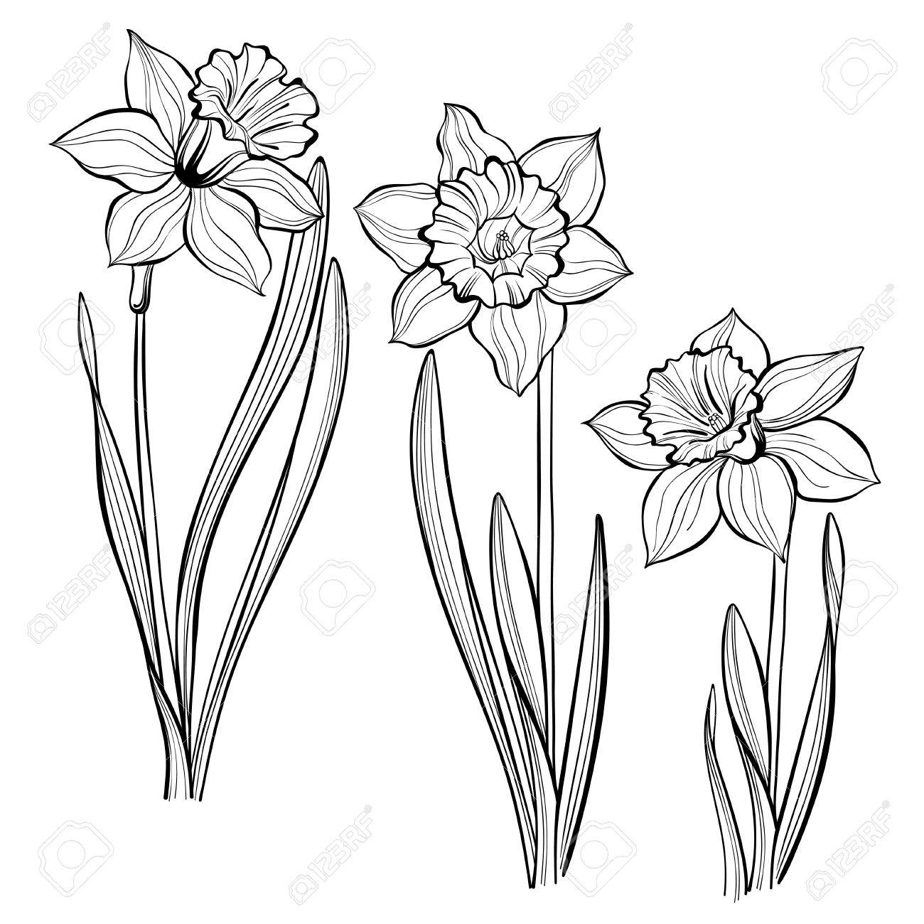 1300x1300 Set Of Spring Flowers Daffodils Isolated On White Background. Hand