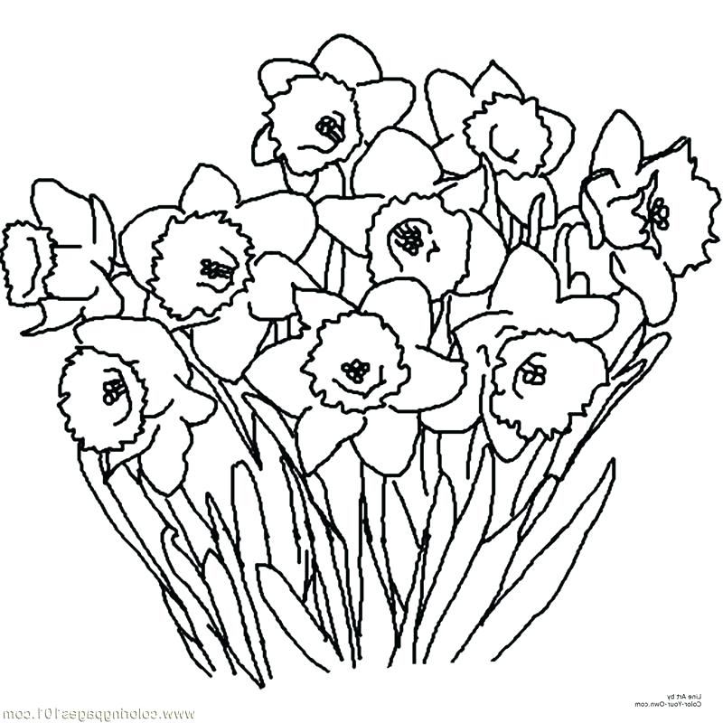 800x800 Daffodil Coloring Page