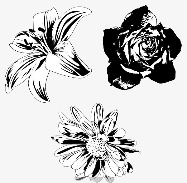 600x585 Creative Black And White Flowers, Flowers, Daffodils, Chinese Rose