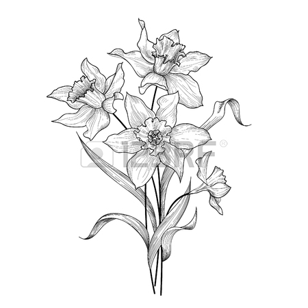 Daffodils Line Drawing at GetDrawings | Free download