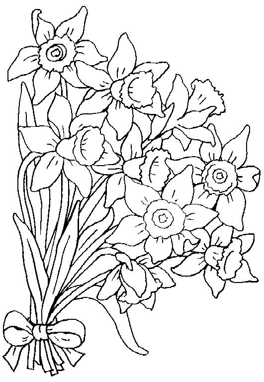 531x768 Daffodils Coloring Page 2 Wallpaper