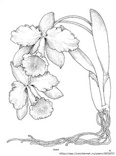 236x318 Drawn Daffodil One Flower