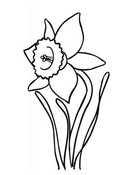 474x613 Flower Coloring Page Daffodil