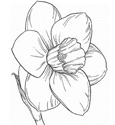 236x257 Image Result For Daffodil Coloring Page Tattoo Ideas