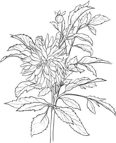 391x480 Dahlia 3 Coloring Page Free Printable Coloring Pages