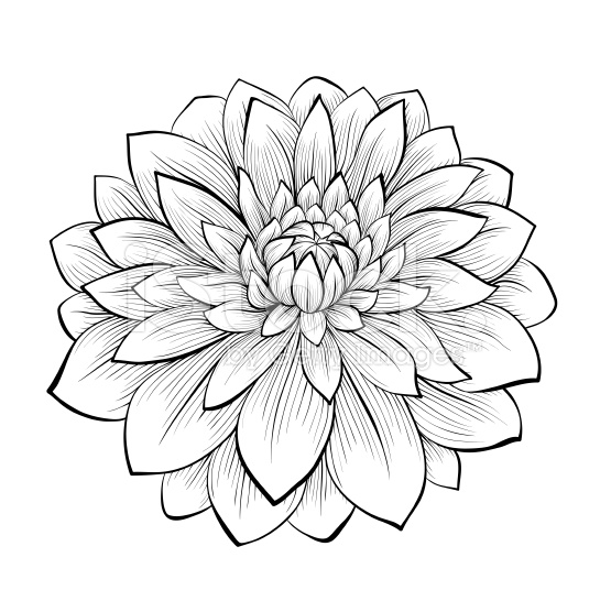 555x556 Dahlia Clipart Black And White