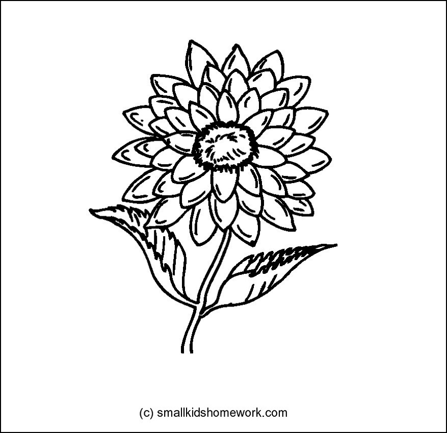 877x849 Dahlia Flower Outline And Coloring Picture With Facts