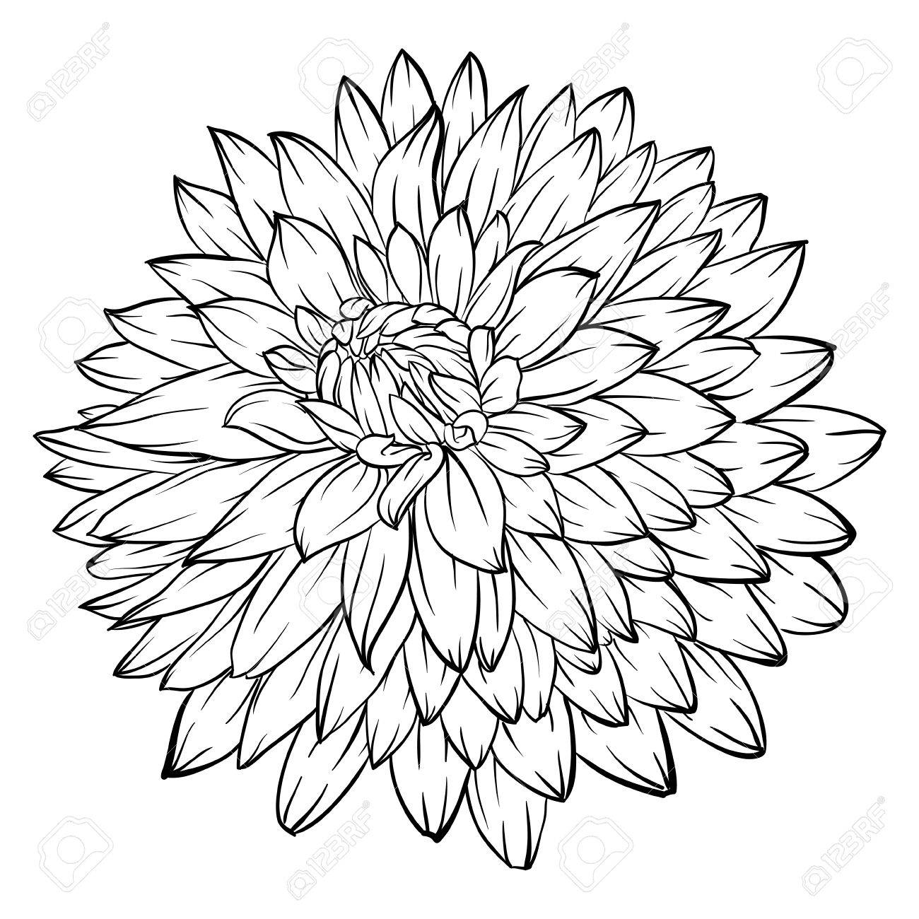 1300x1300 Beautiful Monochrome Black And White Dahlia Flower Isolated