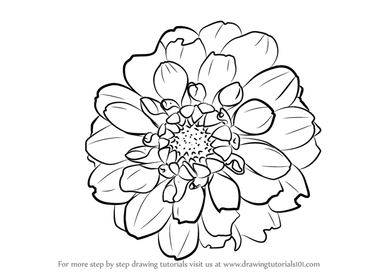 800x566 Learn How To Draw Dahlia Flower (Other Flowers) Step By Step
