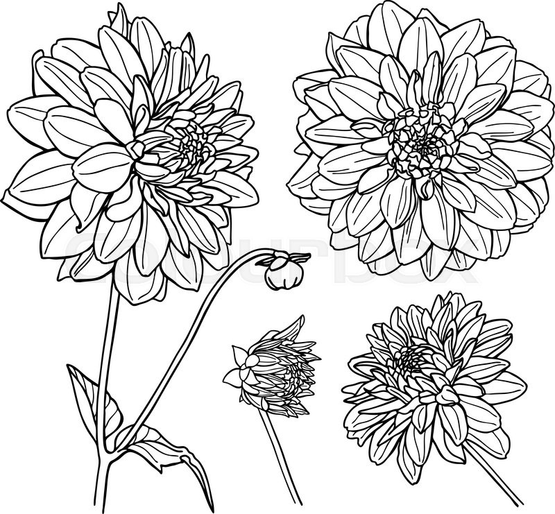 800x741 Vector Dahlia Flower Set. Line Art Illustration. Stock Vector