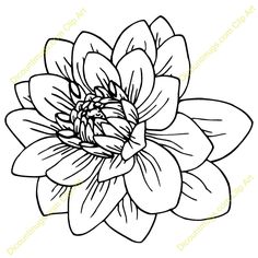 236x236 Dahlia Drawings , Graphics, Drawing, Drawings, Vector Image