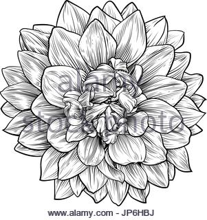 301x320 Dahlia Flower Decoration Sketch Stock Vector Art Amp Illustration