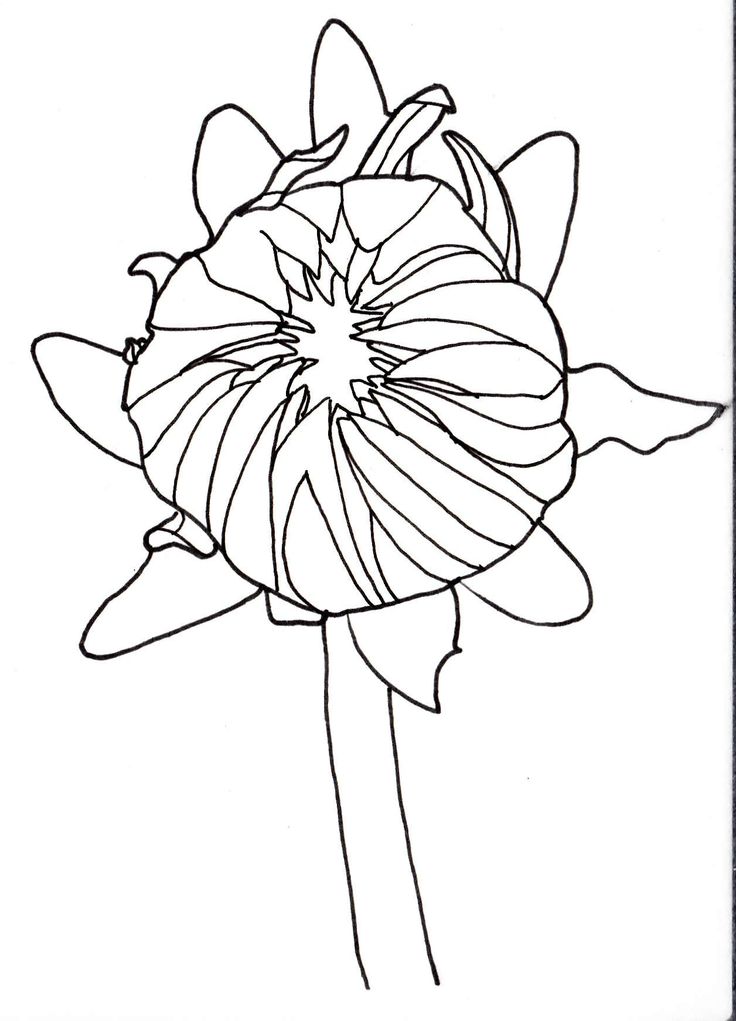 Dahlia Flower Drawing