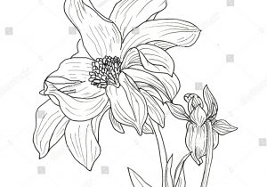 300x210 Dahlia Flower Drawing
