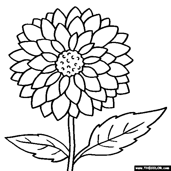 560x560 Dahlia Flower Online Coloring Page