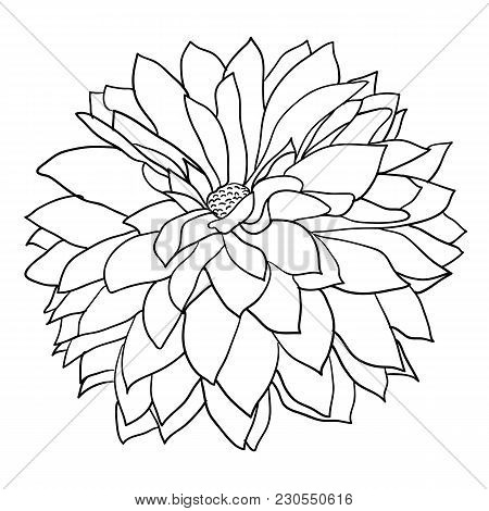 450x470 Dahlia Images, Illustrations, Vectors