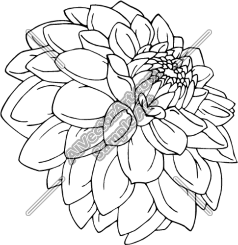 485x500 Dahlia Clipart Drawing