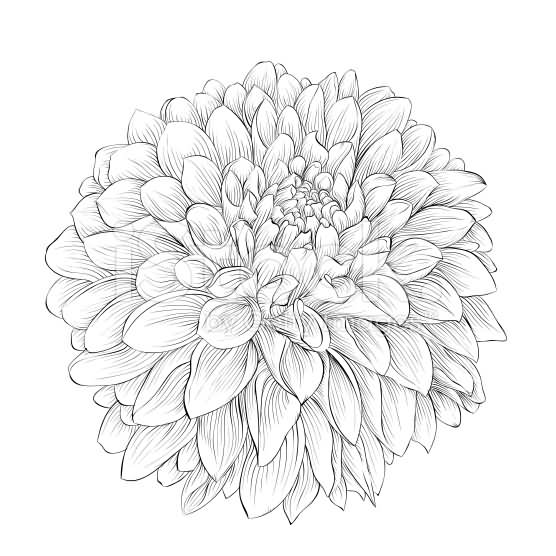 Dahlia Flower Drawing at GetDrawings | Free download