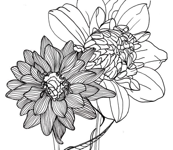736x636 Flower Line Drawing