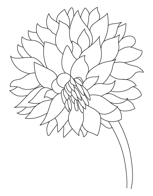 630x810 Garden Flower Dahlia Coloring Page Download Free Garden Flower