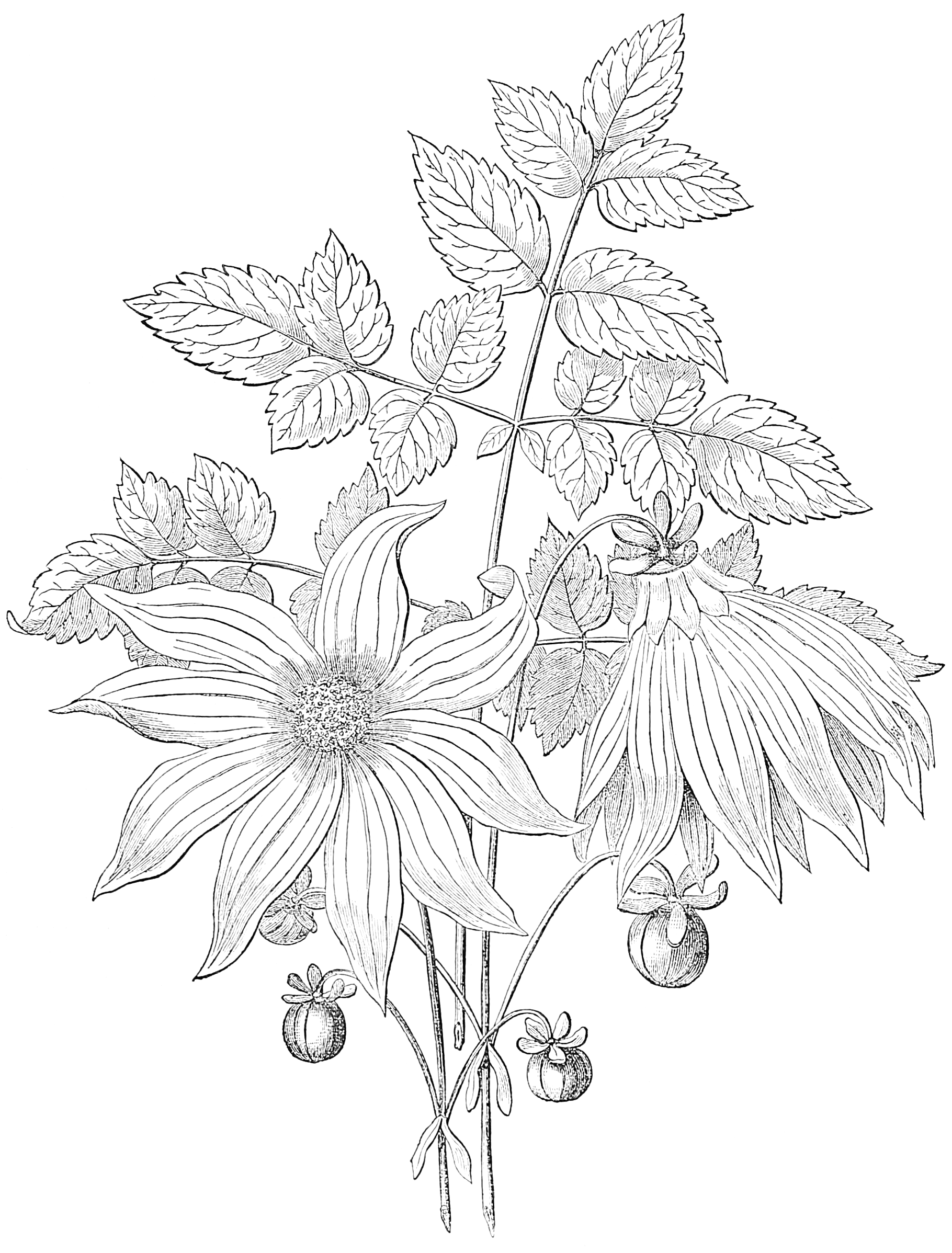 1820x2396 Imperial Dahlia Drawing