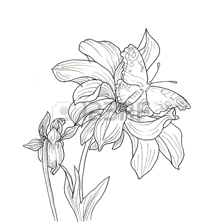 425x450 Line Ink Drawing Of Dahlia Flower With Butterfly. Black Contour
