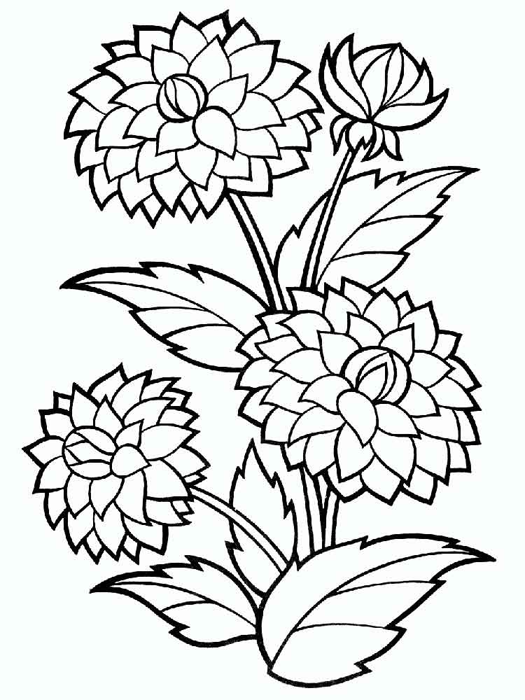 750x1000 Marigold Coloring Page Dahlia Flower Coloring Pages Download