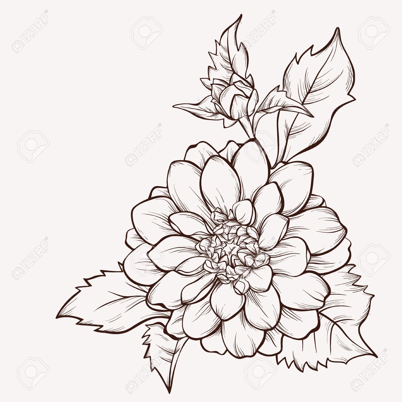 1300x1300 Vector Dahlia Flower Isolated On White Background. Element