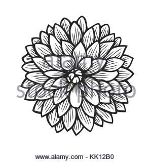 300x320 Dahlia Flower Decoration Sketch Stock Vector Art Amp Illustration