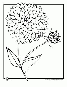 231x300 How To Draw A Dahlia, Dahlia Flower Step By Step
