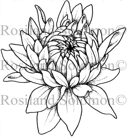 418x450 Dahlia Bud Half Opened