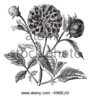 302x320 Dahlia Flower Drawing Illustration. Black And White With Line Art