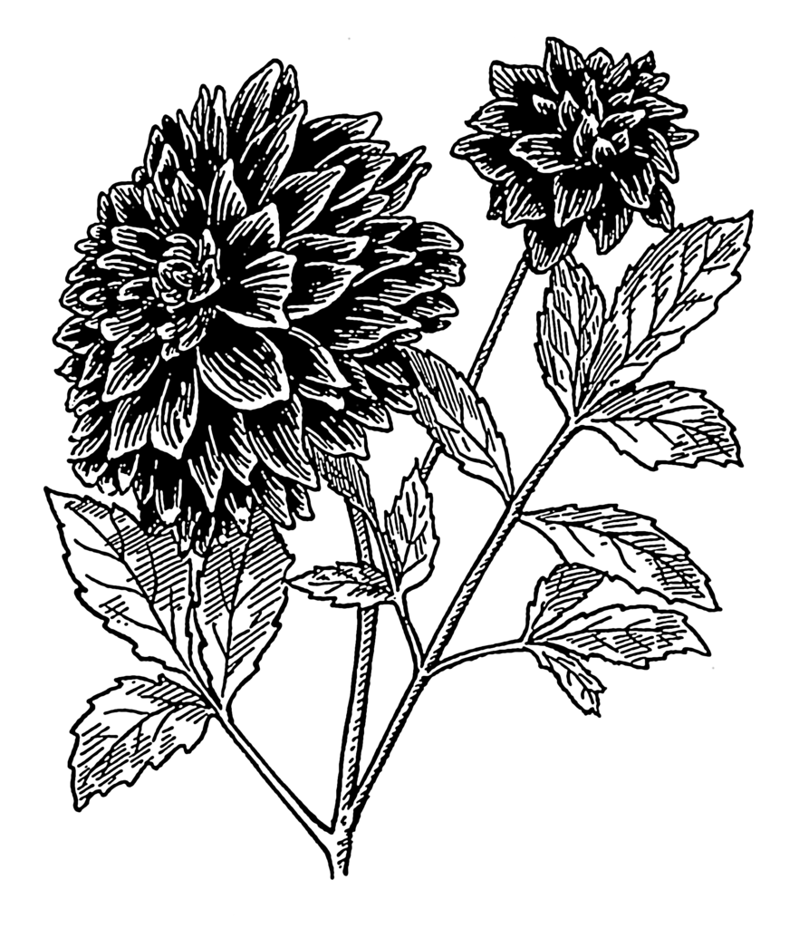 882x1024 Filedahlia (Psf).png