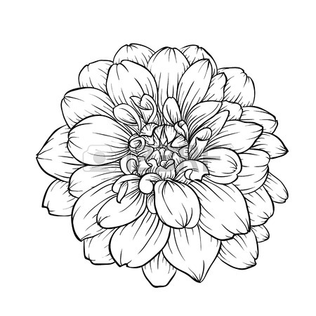 Dahlia Line Drawing at GetDrawings | Free download