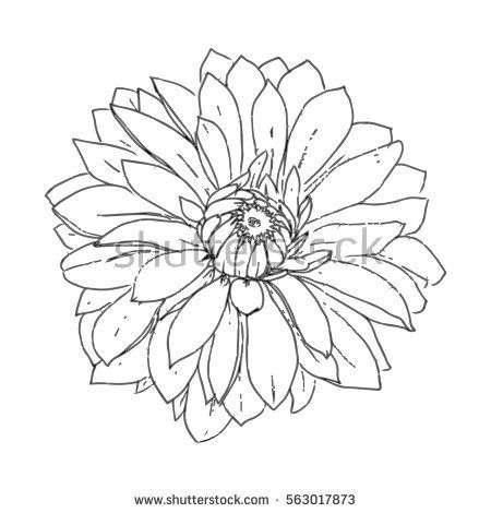 450x470 Image Result For Line Drawing Of Yellow Dahlia Owls