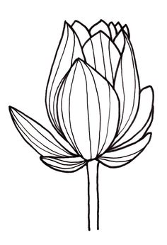 236x346 Line Drawing Of Flowers Clipart