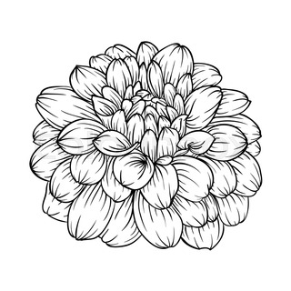 320x320 Vector Dahlia Flower Set. Line Art Illustration. Stock Vector