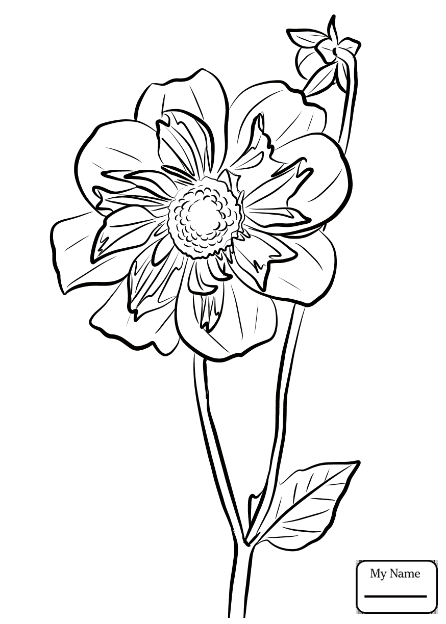874x1224 Coloring Pages For Kids Dahlia 3 Dahlias Flowers