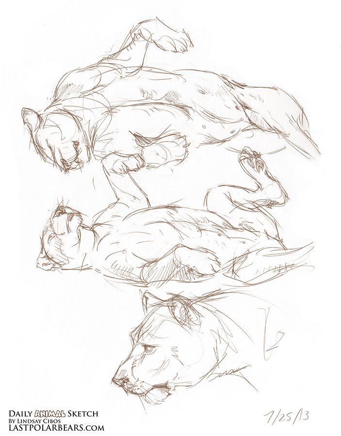 703x900 Daily Animal Sketch Lioness The Last Of The Polar Bears