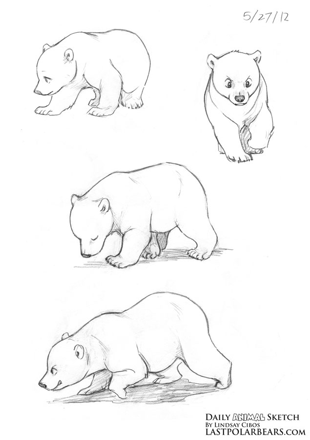 635x900 Daily Animal Sketch Polar Bear Cubs Last Of The Polar Bears