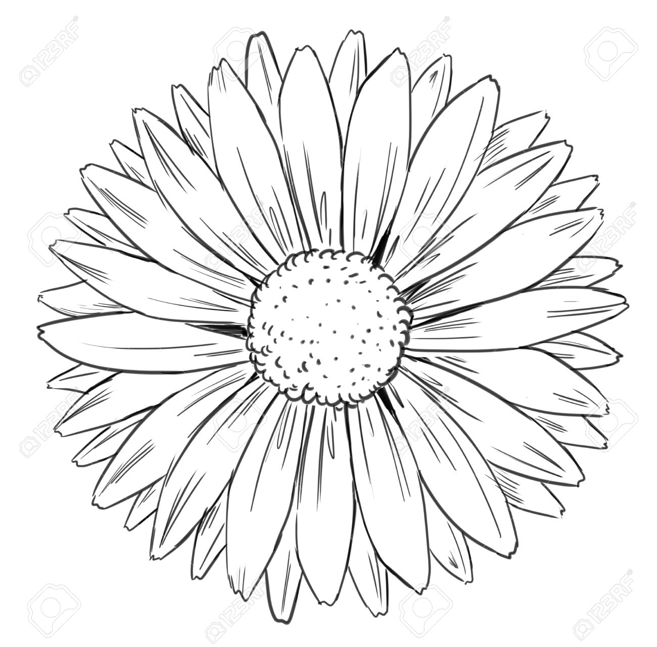 1300x1280 Daisy Sunflower Images, Stock Pictures, Royalty Free Daisy
