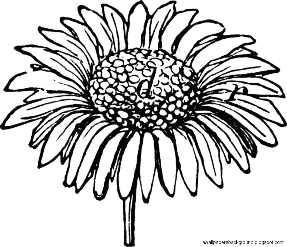952x820 Daisy Drawing Wallpapers Background