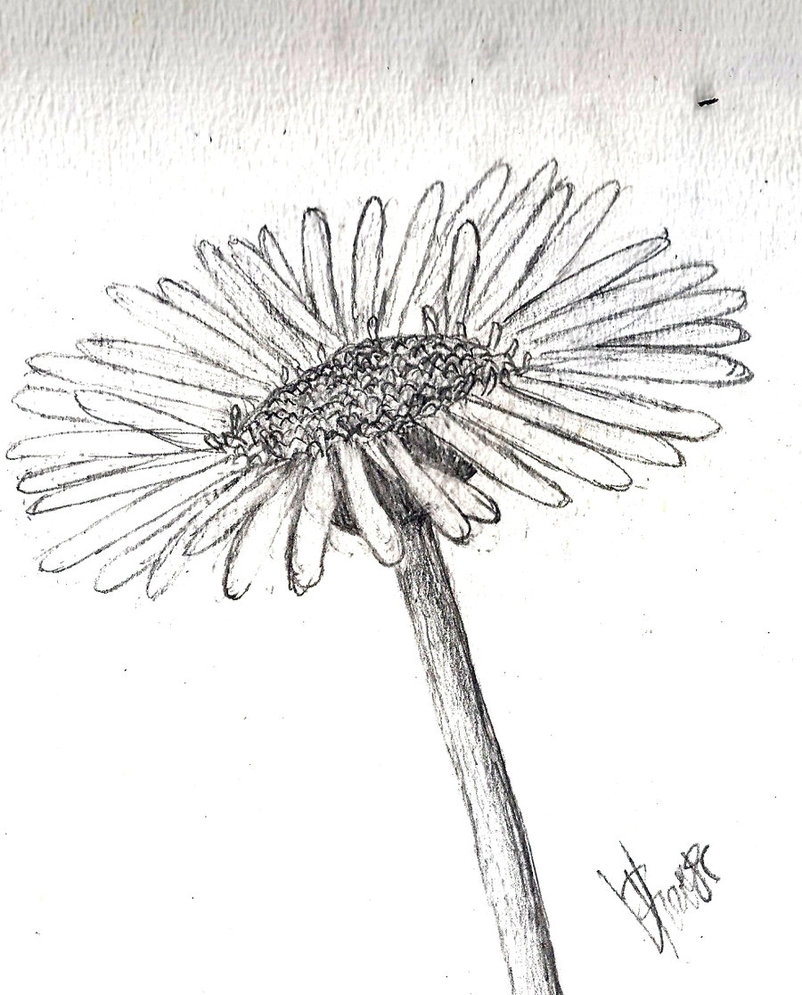 802x995 Rough Daisy Sketch By Poeticperfectionist
