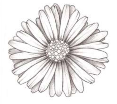 Daisies Flowers Drawing