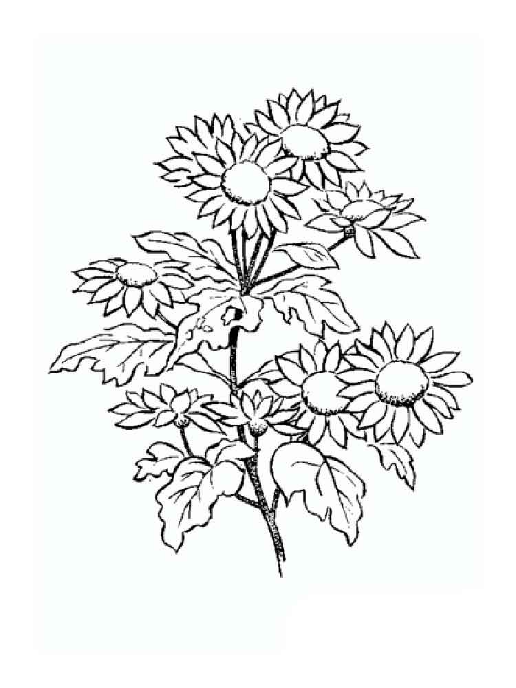 750x1000 Daisy Flower Coloring Pages. Download And Print Daisy Flower