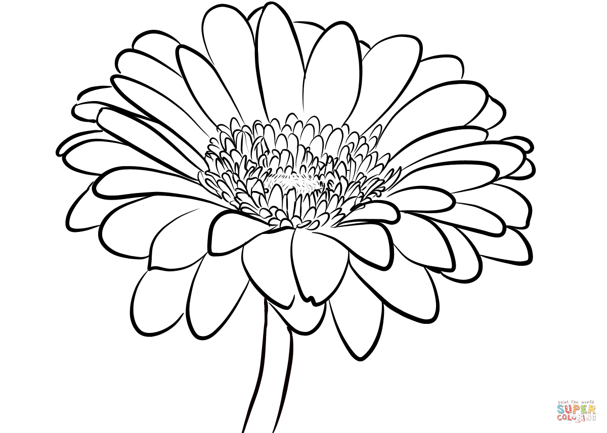1200x857 Gerbera Daisy Coloring Page Free Printable Coloring Pages