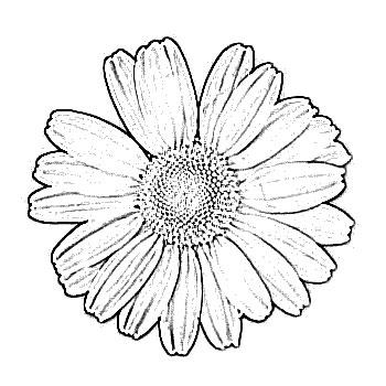 350x350 Sketch Of Flower Daisy Drawing Painting, Drawing