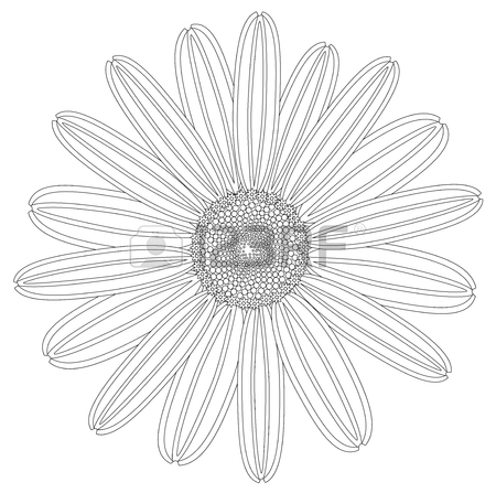 450x447 Chamomile Draw Stock Photos. Royalty Free Business Images