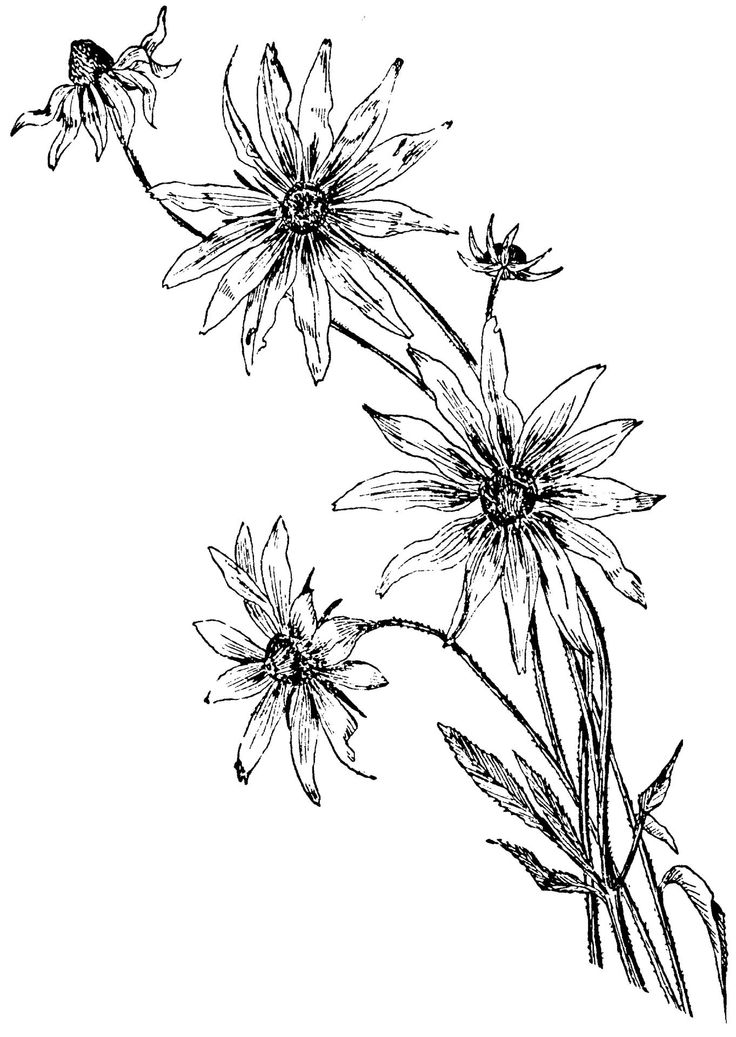 736x1037 42 Best Flower Drawing Images On Daisies, Drawing
